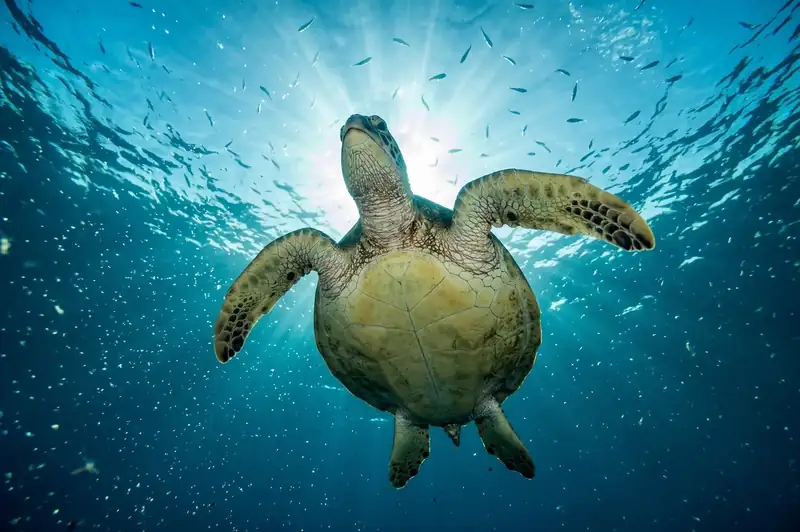Scuba diver exploring the vertical wall dive site at Sipadan Island, Sabah Malaysia